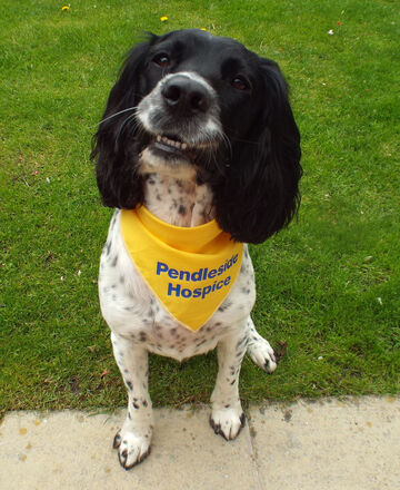 Watson dog bandana_edited-1