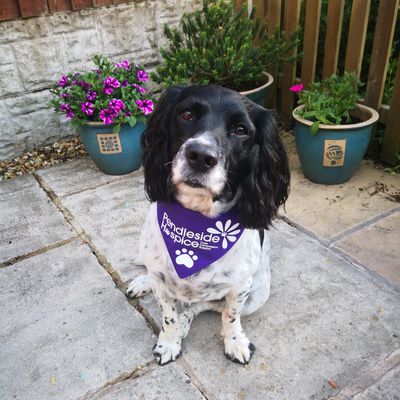 Purple Pendle Pub Walk Dog Bandana - Large