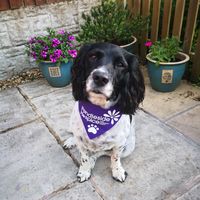 Show more information on Purple Pendle Pub Walk Dog Bandana - Large Purple Pendle Pub Walk Dog Bandana - Large