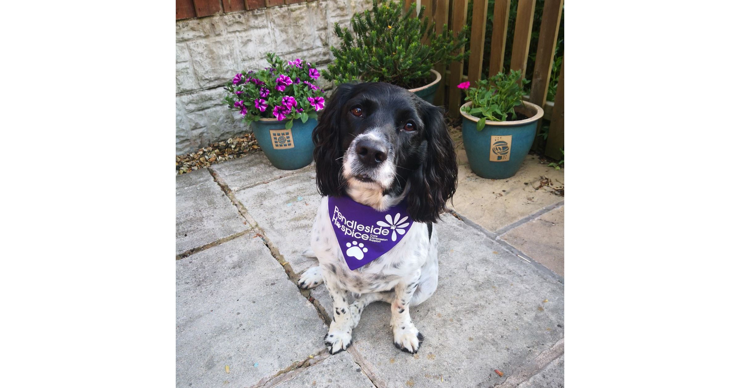 cocker spaniel bandanas