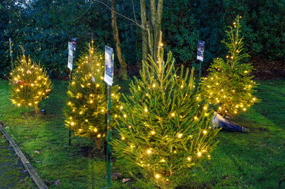 Light up a Life - Sponsor a Christmas Tree