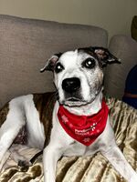 Show more information on Christmas dog bandanas Christmas dog bandanas