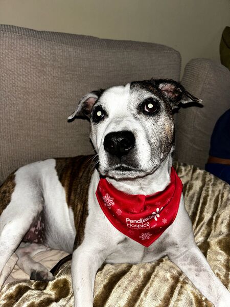 Christmas dog bandanas