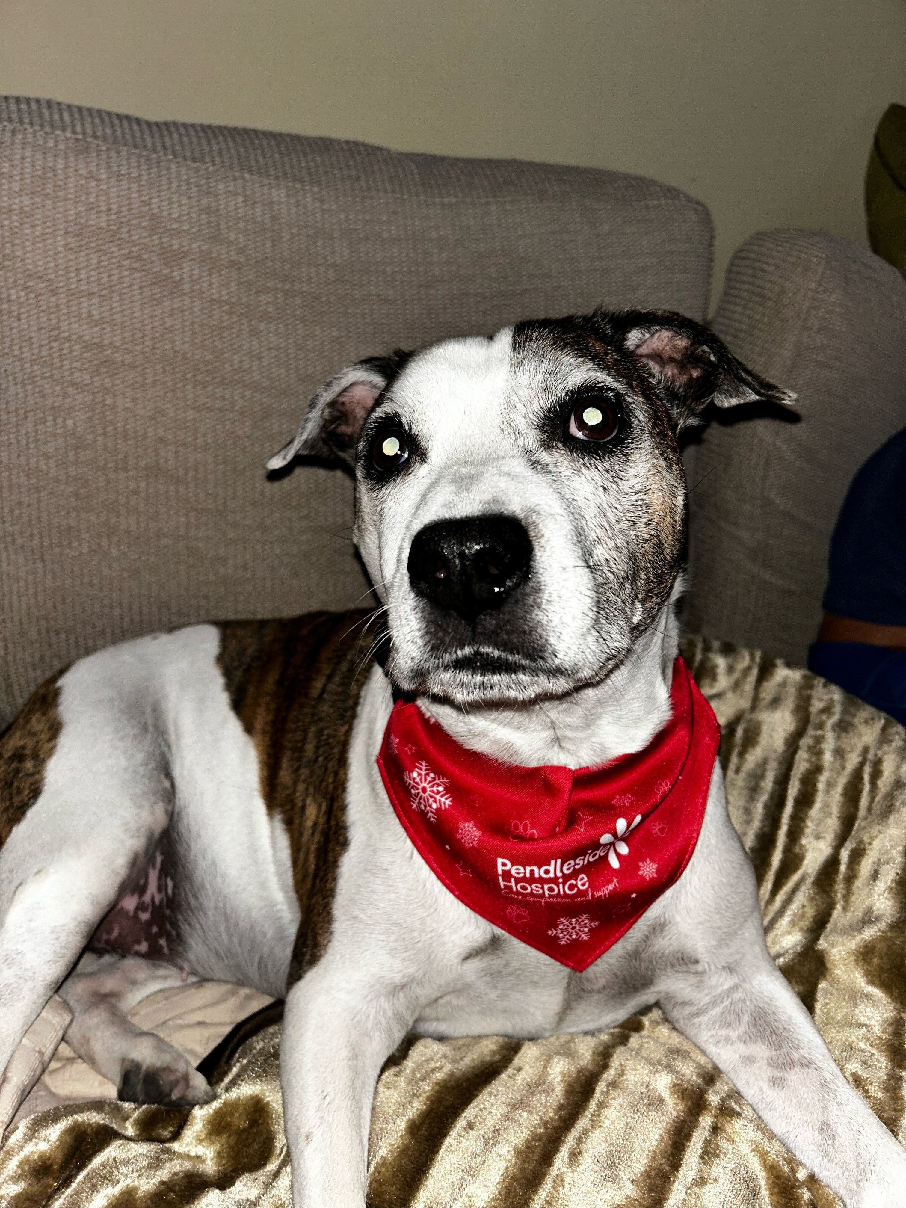 Christmas dog bandanas