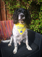 Show more information on Yellow Dog Bandana - Large Yellow Dog Bandana - Large